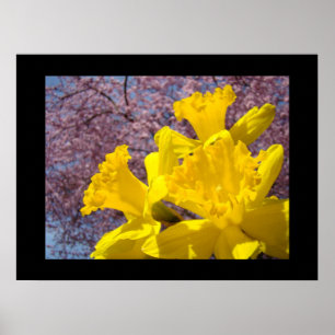 Daffodil Flowers Fine Art Prints Pink Tree Blossom