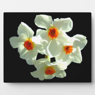 Daffodil Flowers on Gift Products Plaque
