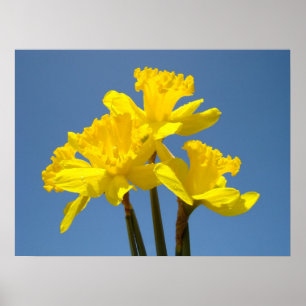Daffodil Flowers poster art prints Blue Sky Spring