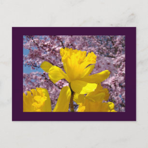 Daffodil Flowers Spring postcards Pink Blossoms