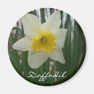 Daffodil Fridge Magnet