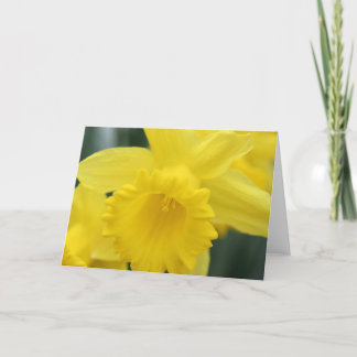 Daffodil greeting card