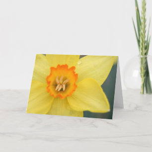 Daffodil Greeting Card