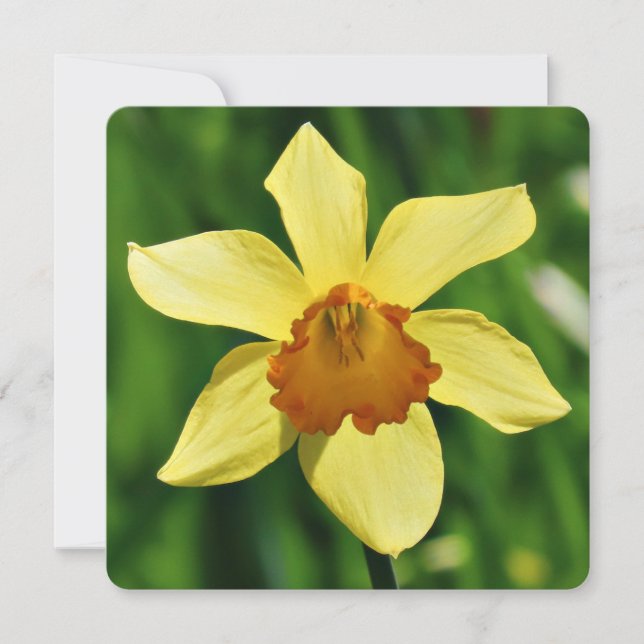 Daffodil Greetings Card (Front)