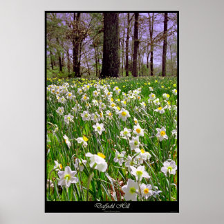 Daffodil Hill Poster