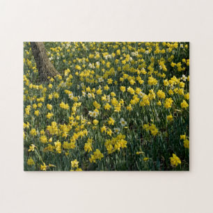 Daffodil Hill - Sunlit Yellow and White Flowers Jigsaw Puzzle