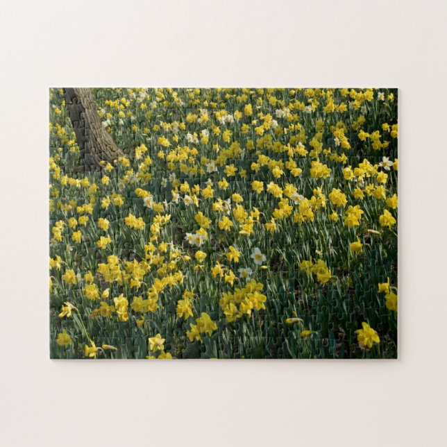 Daffodil Hill - Sunlit Yellow and White Flowers Jigsaw Puzzle (Horizontal)