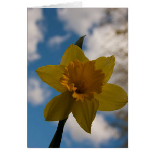 Daffodil in spring