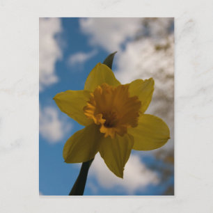 Daffodil in spring postcard