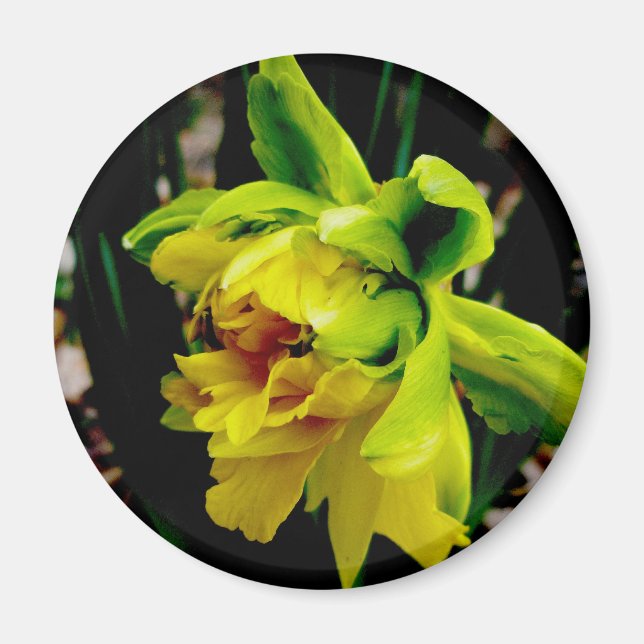 Daffodil Magnet (Front)