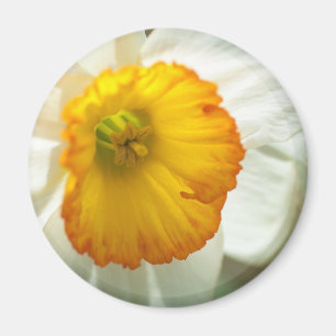 Daffodil Magnet