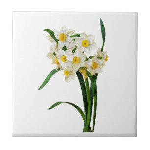 Daffodil or Narcissus By Pierre Joseph Redoute Tile