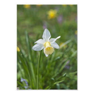 Daffodil Photo Print