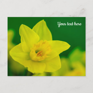 Daffodil Postcard