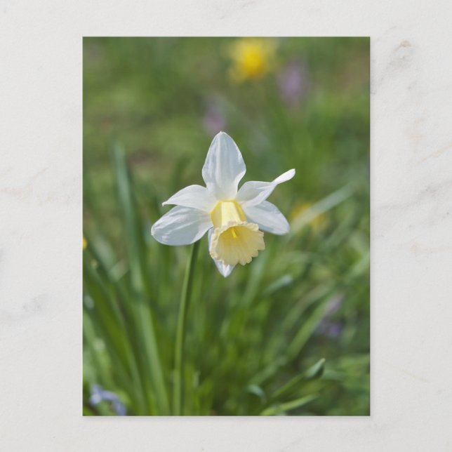 Daffodil Postcard (Front)
