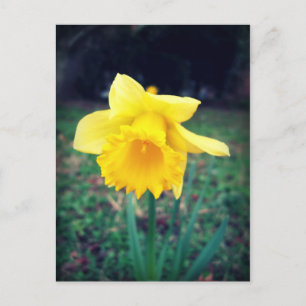 Daffodil Postcard