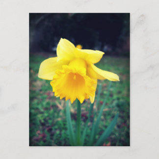 Daffodil Postcard