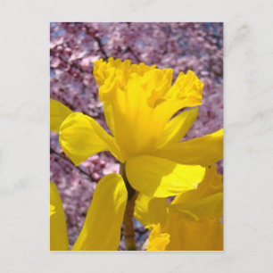 Daffodil Postcard Spring Pink Blossom Flowers