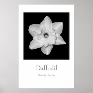 'Daffodil' Poster