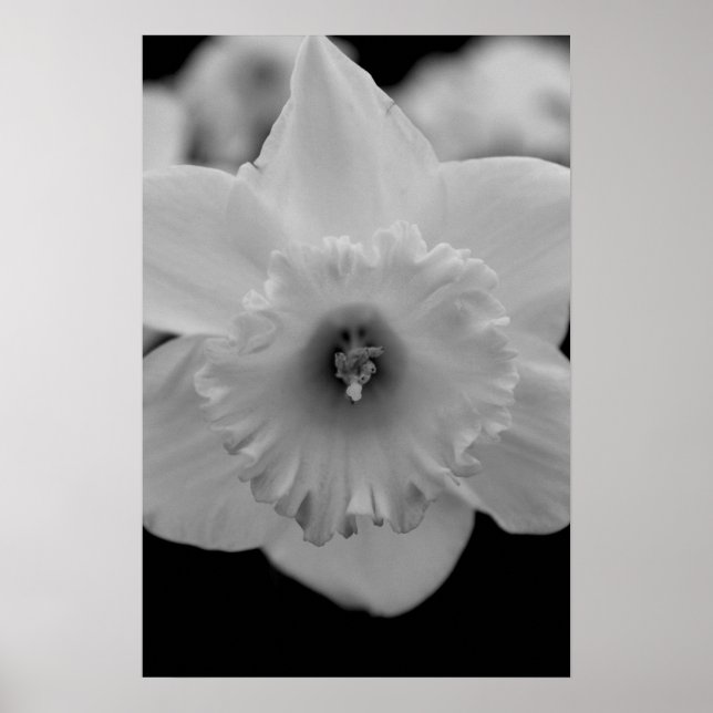 Daffodil Poster (Front)