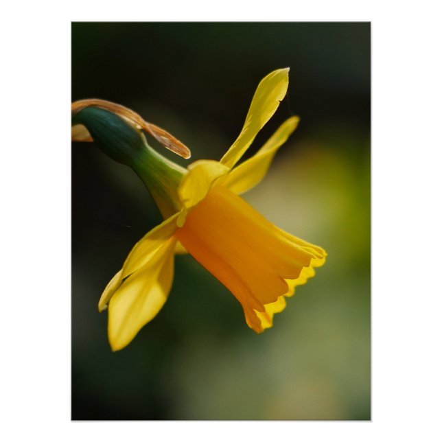 Daffodil Poster (Front)
