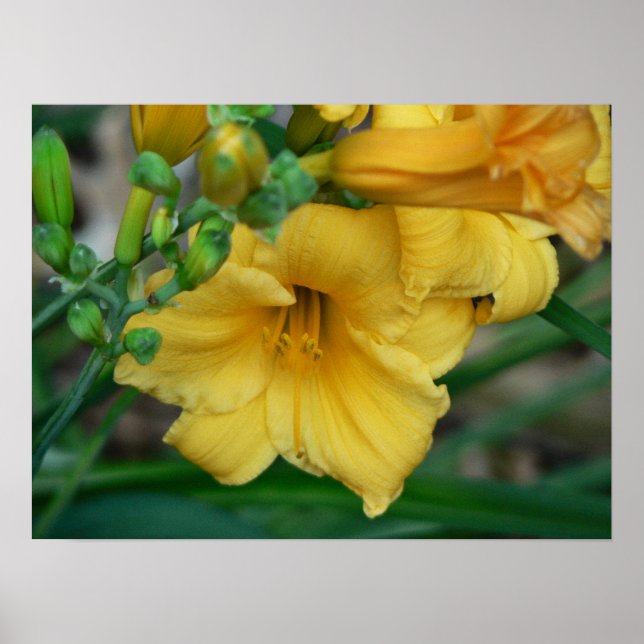 Daffodil Poster (Front)