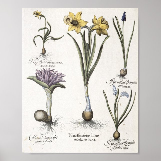 Daffodil Poster (Front)