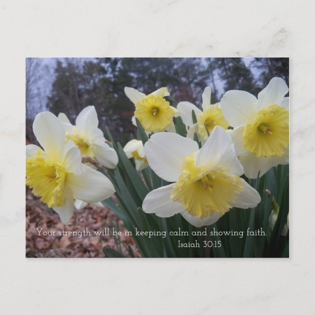 Daffodil print with Isaiah 30:15 Postcard (Front)