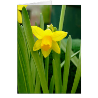 Daffodil Smile