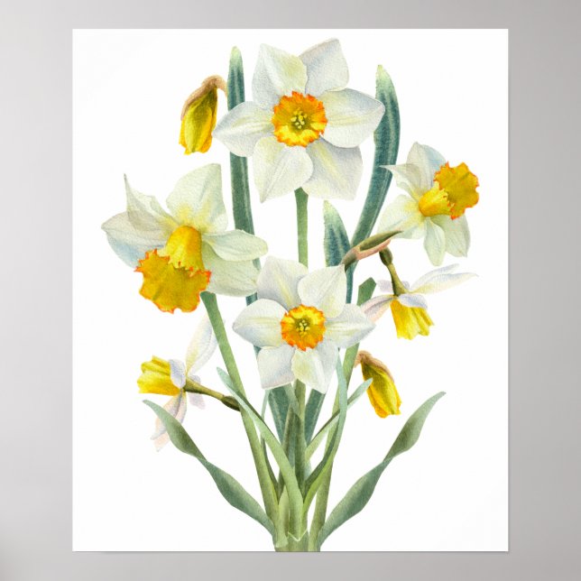 Daffodil Spring Flower Bouquet Floral Watercolor Poster (Front)