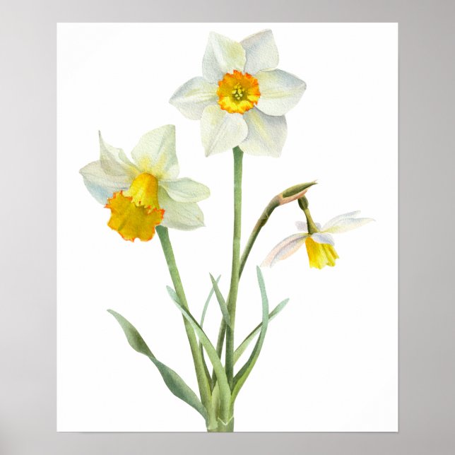 Daffodil Spring Flower Bouquet Floral Watercolor Poster (Front)