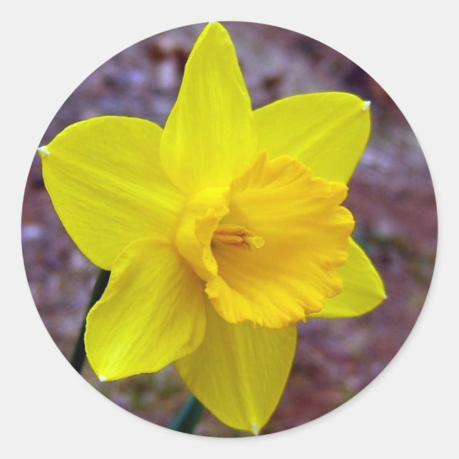 daffodil sticker (Front)