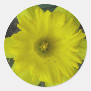 daffodil sticker