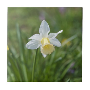 Daffodil Tile