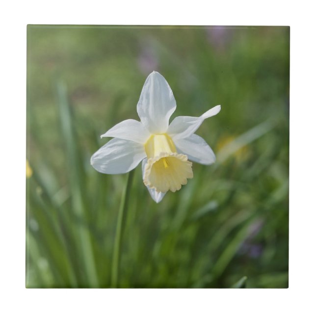 Daffodil Tile (Front)