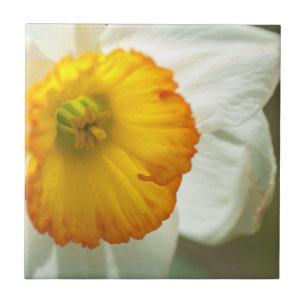 Daffodil Tile