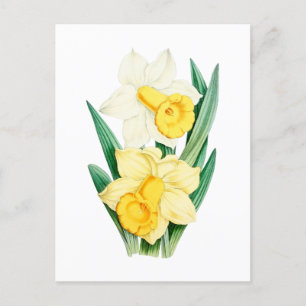 Daffodil Vintage Botanical Postcard
