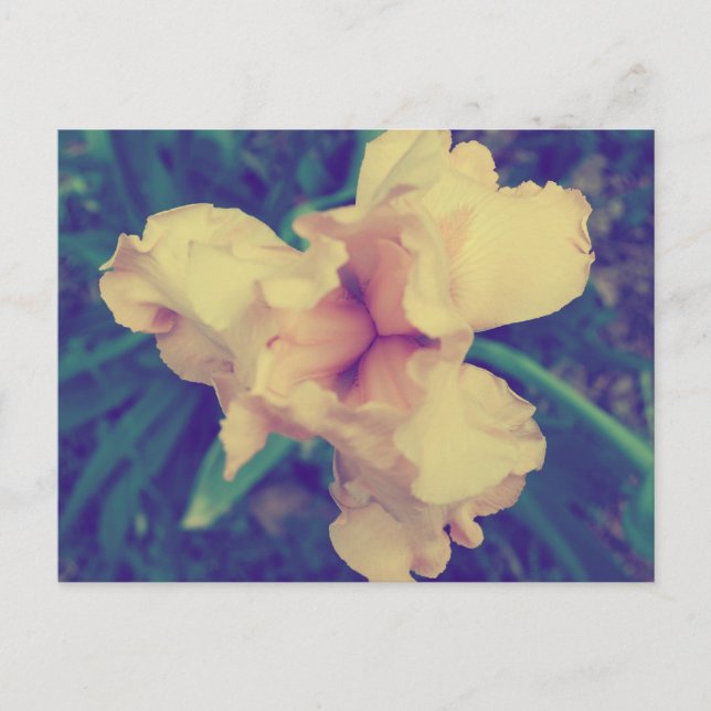 Daffodil Vintage Floral Photography Postcard (Front)