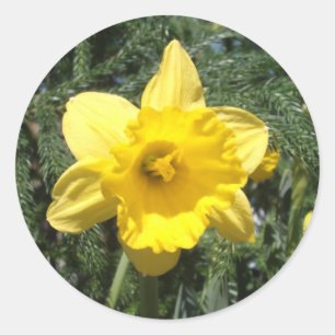 Daffodil Yellow Sticker