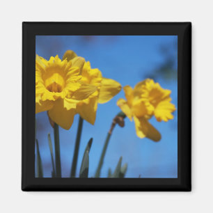Daffodills Magnet