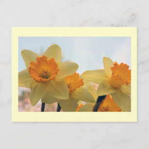 Daffodills Postcard