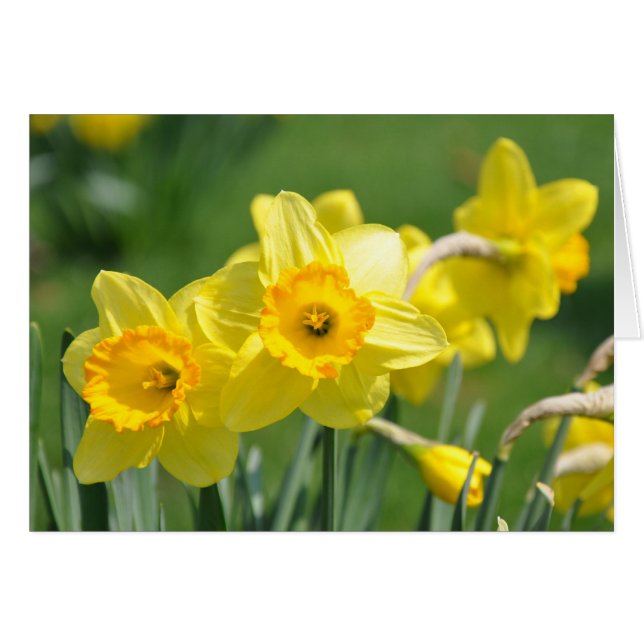 Daffodils (Front Horizontal)