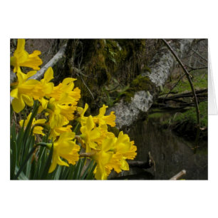 Daffodils 01