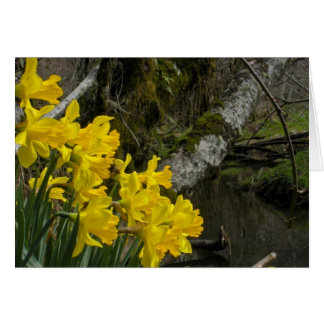 Daffodils 01