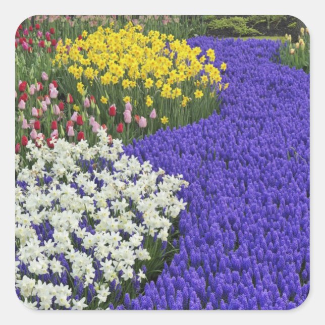 Daffodils and Grape Hyacinth, Keukenhof 2 Square Sticker (Front)