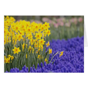 Daffodils and Grape Hyacinth, Keukenhof 3