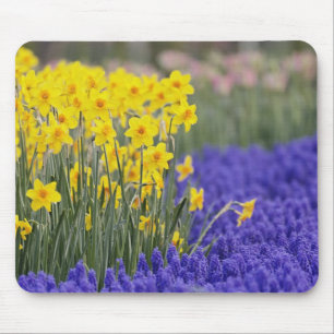 Daffodils and Grape Hyacinth, Keukenhof 3 Mouse Mat