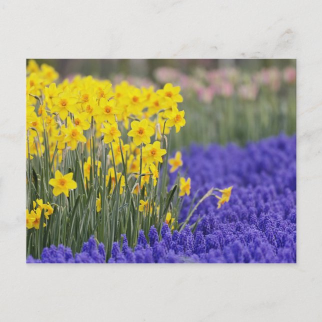 Daffodils and Grape Hyacinth, Keukenhof 3 Postcard (Front)