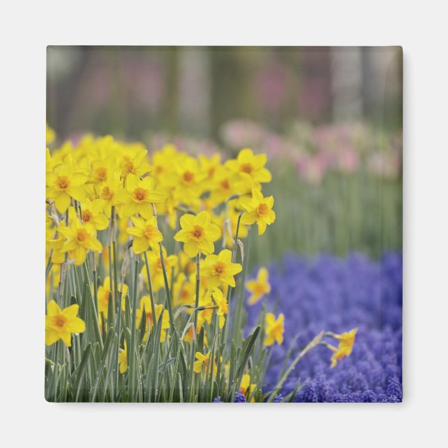 Daffodils and Grape Hyacinth, Keukenhof Magnet (Front)