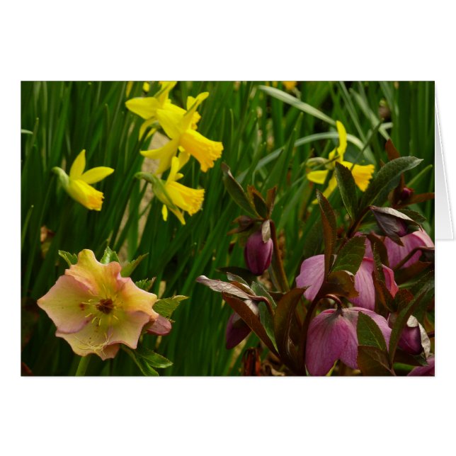 Daffodils and Lenten Roses Colourful Floral (Front Horizontal)